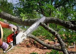  North El Monte, CA Tree Removal Pros