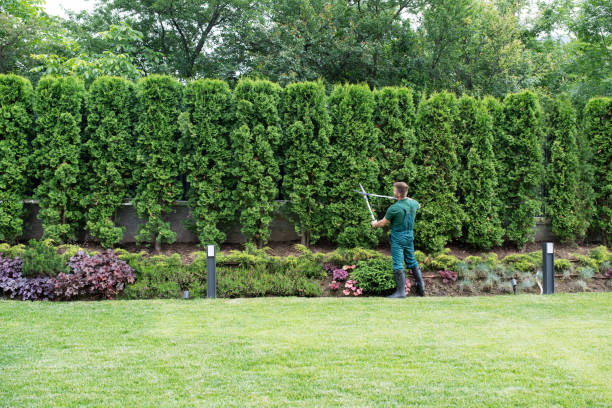 How Our Tree Care Process Works  in  North El Monte, CA