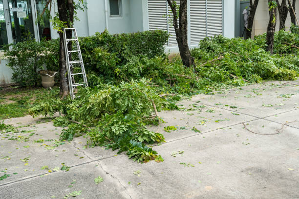Best Lawn Maintenance Plans  in North El Monte, CA