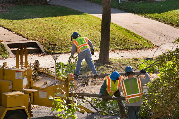 Best Tree Health Inspection  in North El Monte, CA